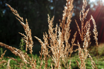 Wild field of grass on sunset, soft sun rays, warm tonight, lens flares
