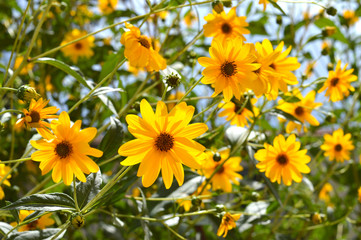 Close-up of Jerusalem Artichoke Flowers, Sunroot, Nature, Macro