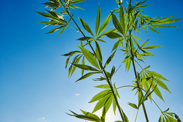 Beautiful still life with copy space of marijuana plant on blue sky background