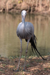 Blue Crane on natural background