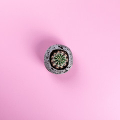 Cactus on the Pink Paper.Minimal Fashion Stillife.  Concept Background Trendy Bright Colors.Copy space for Text.Top View. Flat Lay.