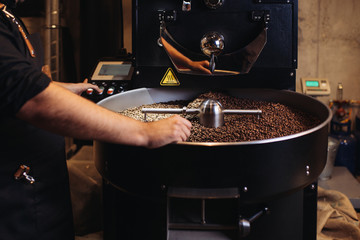 Freshly roasted coffee beans pouring from a large coffee roaster into the cooling cylinder.