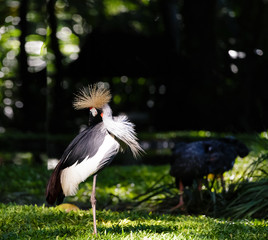  Balearica regulorum