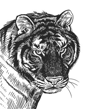 Realistic portrait of African animal Tiger. Vintage engraving. Black and white hand drawing. Vector