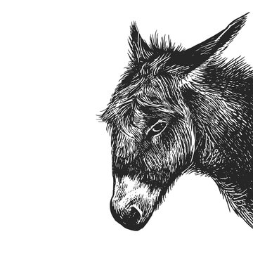 Realistic portrait of farm animal Donkey. Vintage engraving. Black and white hand drawing. Vector