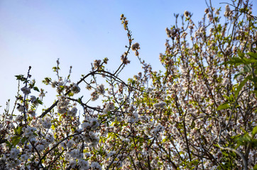 blossoming apple tree in spring