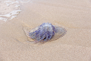 The purple poisonous jellyfish lies on the beach, on the sand. The jellyfish thrown ashore © Ekaterina