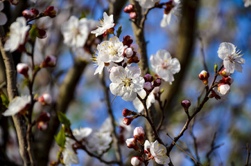 flowers in spring