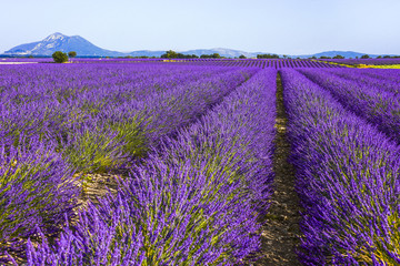 Plakat huge lavender fields to the horizon in the region around Valensole, Provence, France