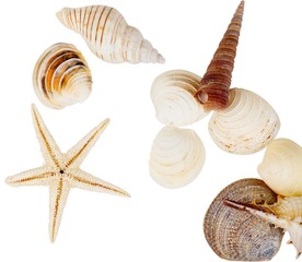 Assorted shells and starfish