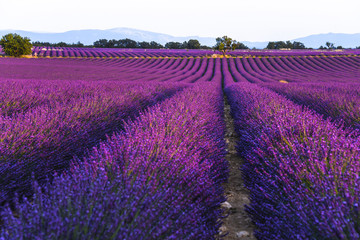 Fototapeta na wymiar lavender fields at sunset time in the Valensole region, Provence, France, golden hour, intensive colour in evening light