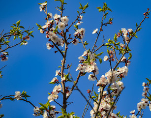 blossoming apple tree in spring