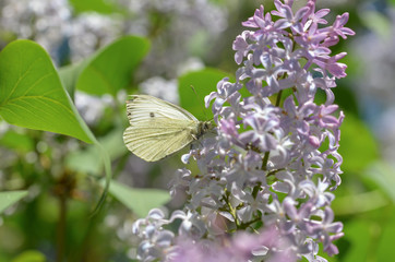  Large Cabbage White (Pieris brassicae) is resting on lilac flower.