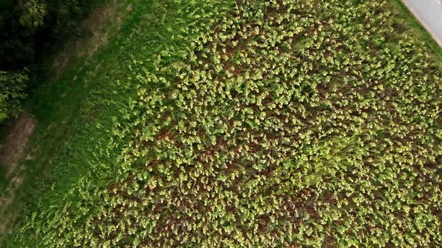Sonnenblumenfeld - Sinkflug