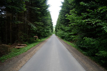 Way in forest