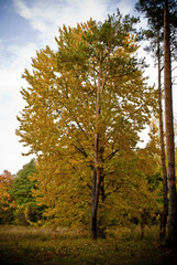 Autumn yellow tree