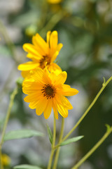 Close-up of Jerusalem Artichoke Flowers, Sunroot, Nature, Macro
