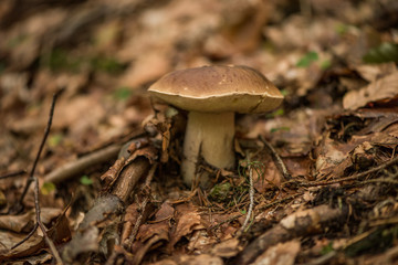wild porcini mushroom in a forest