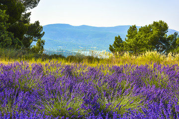 lavender fields with a view to lake Sainte-Croix, Provence, France, between Sainte-Croix-du-Verdon and Moustiers-Sainte-Marie