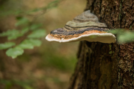 Phellinus igniarius mushroom growing a on a tree trunk bark 
