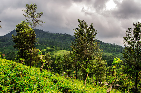 Storm clouds over the hills of tea plantations Nuwara Eliya. Sri Lanka.
