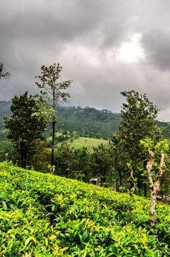 A stormy sky above the hills of tea plantations Nuwara Eliya. Sri Lanka.
