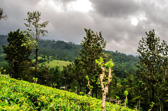 A stormy sky above the tea plantations of Nuwara Eliya. Sri Lanka.
