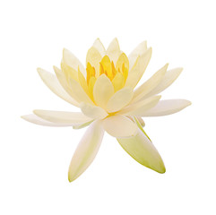 Lotus flower and Lotus flower plants isolated on white