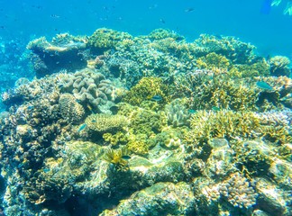 Naklejka na ściany i meble Coral reef with tropical fish