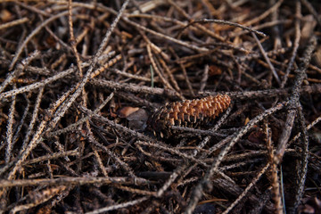 Brown Pine Cone And Dry Sticks On The Cold Forest Ground Sunny Autumn Weather