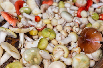 Group of mushrooms from nature. Type of mushrooms.
