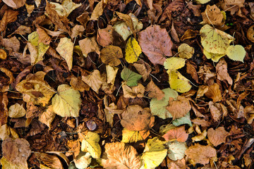 Yellow Orange Red Autumn Leaves On Cold Forest Ground Sunny Weather