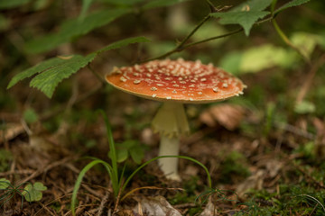 Amanita muscaria, commonly known as the fly agaric or fly amanita, is a basidiomycete mushroom, one of many in the genus Amanita. It is also a muscimol mushroom.