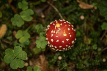 Amanita muscaria, commonly known as the fly agaric or fly amanita, is a basidiomycete mushroom, one of many in the genus Amanita. It is also a muscimol mushroom.