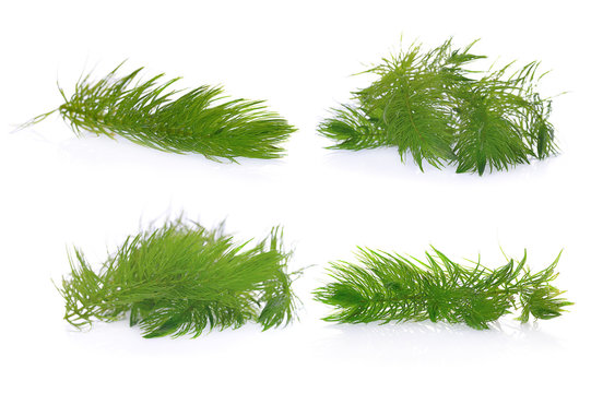 Green hydrilla isolated on white background (hydrilla)