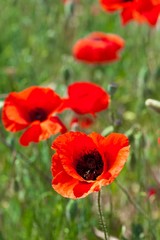 Red poppy flowers in a field