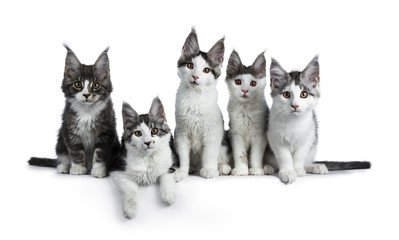 Perfect row of five blue / black tabby high white Maine Coon cat kittens sitting / laying and looking at camera, isolated on white background