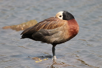 White Faced Duck resting