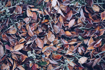 Frozen Leaf In Winter