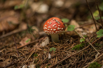 Amanita muscaria, commonly known as the fly agaric or fly amanita, is a basidiomycete mushroom, one of many in the genus Amanita. It is also a muscimol mushroom.