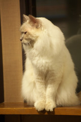 Obraz premium 猫カフェ