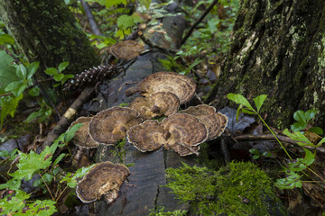 Trametes versicolor, Or Turkey Tail Fungus Growing On Dead Log In Pennsylvania Forest