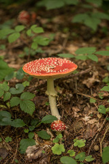 Amanita muscaria, commonly known as the fly agaric or fly amanita, is a basidiomycete mushroom, one of many in the genus Amanita. It is also a muscimol mushroom.