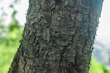 Tree trunk with soft background