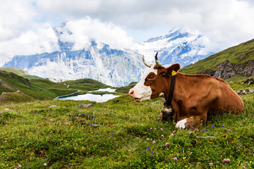 Fototapeta na wymiar cows mountain milka