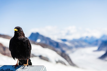 jungfrau mountains crow