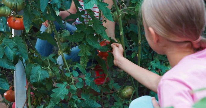 Girls harvesting big red ripe tomatoes to wicker basket