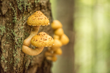 lame Scalecap or Flame Pholiota Mushrooms growing on a decaying log
