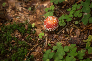 fly agaric Amanita muscaria mushroom in the forest