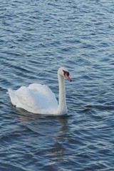 cycgne sur le lac